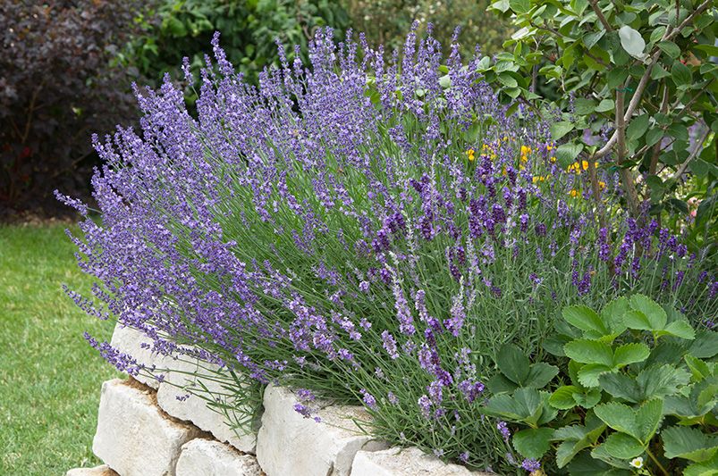 The 15 Best Perennials for a Beautiful and Low Maintenance Garden - Shrubhub