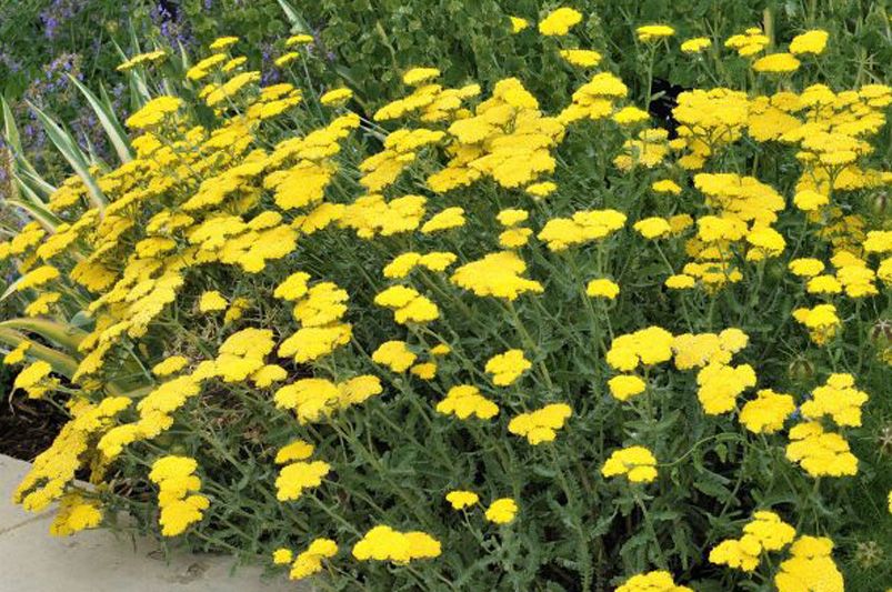 The 15 Best Perennials for a Beautiful and Low Maintenance Garden - Shrubhub