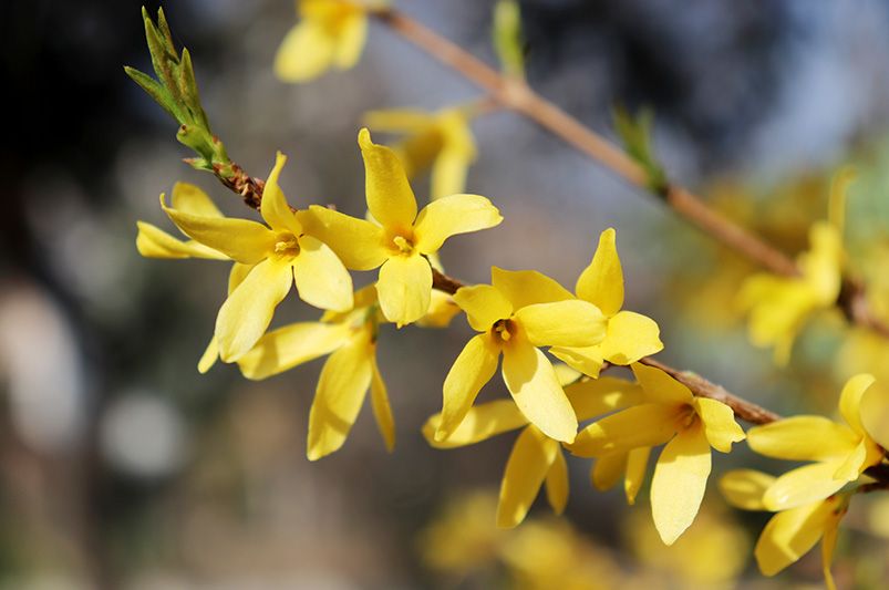 Forsythia Pruning in 10 Easy Steps - Shrubhub