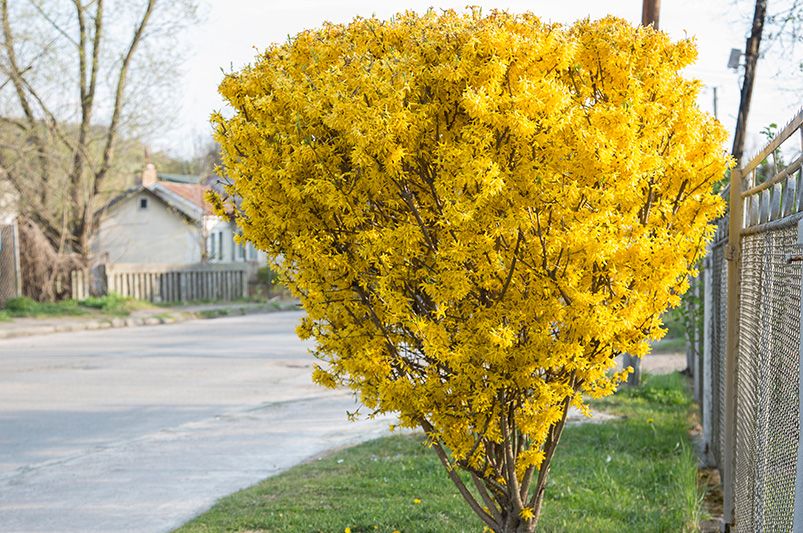 Forsythia Pruning in 10 Easy Steps - Shrubhub