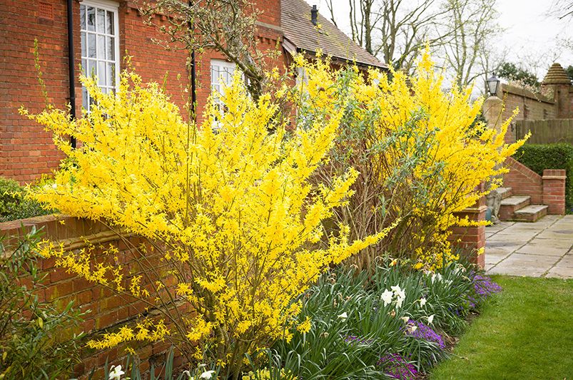 Forsythia Pruning in 10 Easy Steps - Shrubhub