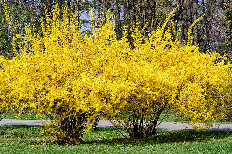 Forsythia Pruning in 10 Easy Steps - Shrubhub