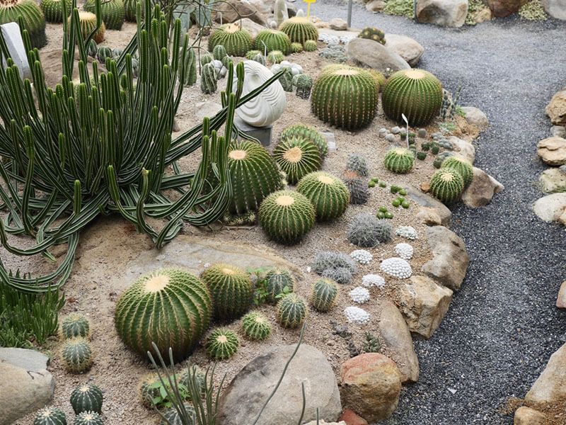 The Best Tucson AZ Yard Landscape Design Ideas - Shrubhub