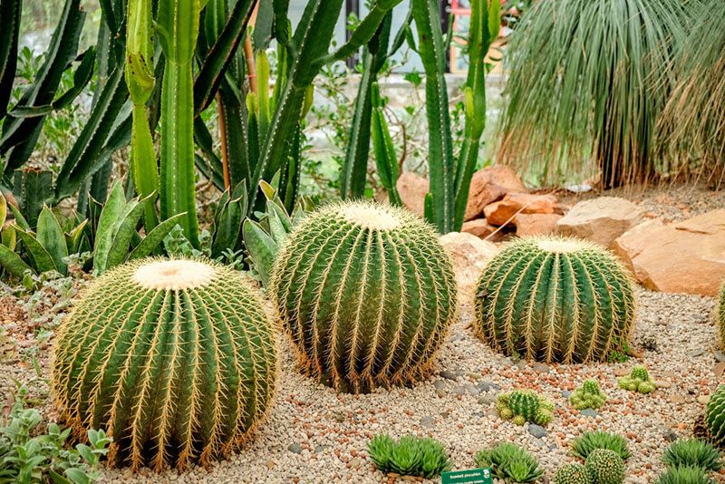 The Best Tucson AZ Yard Landscape Design Ideas - Shrubhub