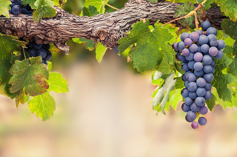 A Full Guide to Growing Grape Vines - Shrubhub