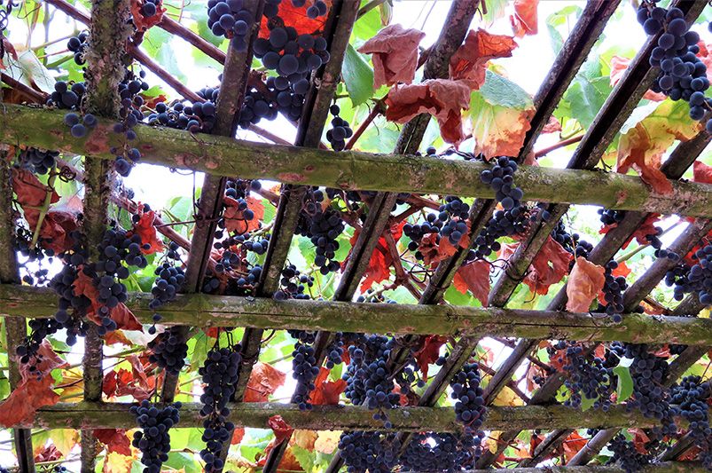 A Full Guide to Growing Grape Vines - Shrubhub