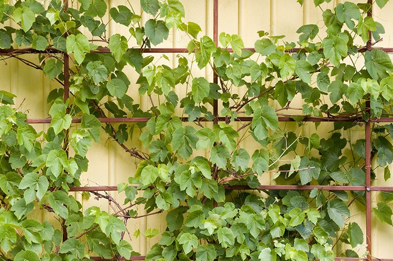 A Full Guide to Growing Grape Vines - Shrubhub