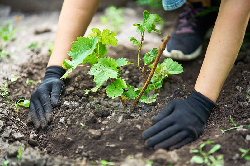 A Full Guide to Growing Grape Vines - Shrubhub