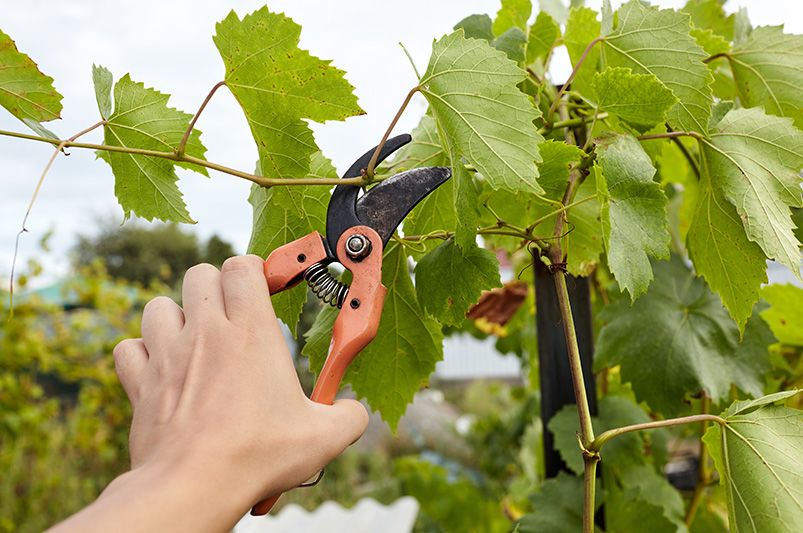 A Full Guide to Growing Grape Vines - Shrubhub