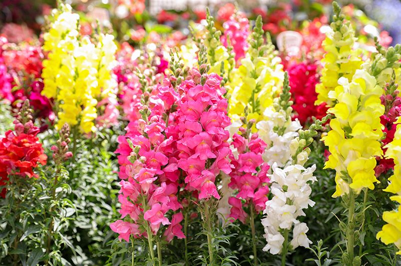 Upgrade Your Garden with Annual Flowers for Full Sun - Shrubhub