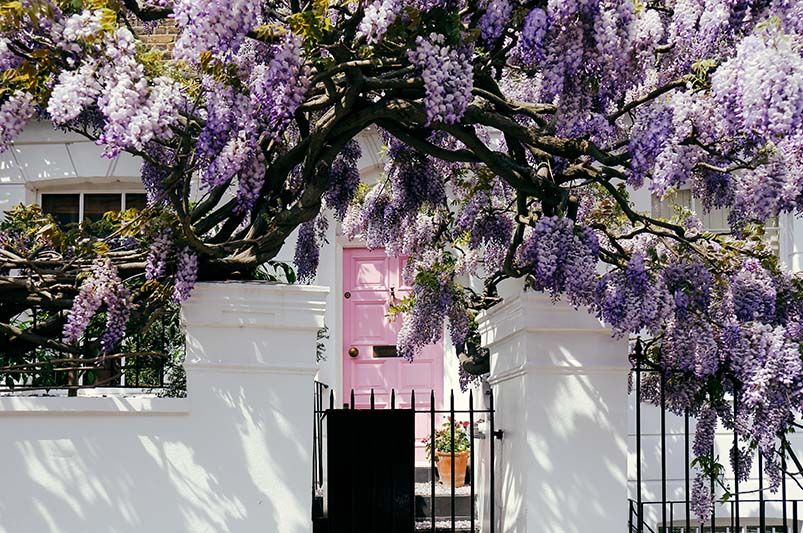 Your Guide to the Beauty of Climbing Flowers - Shrubhub