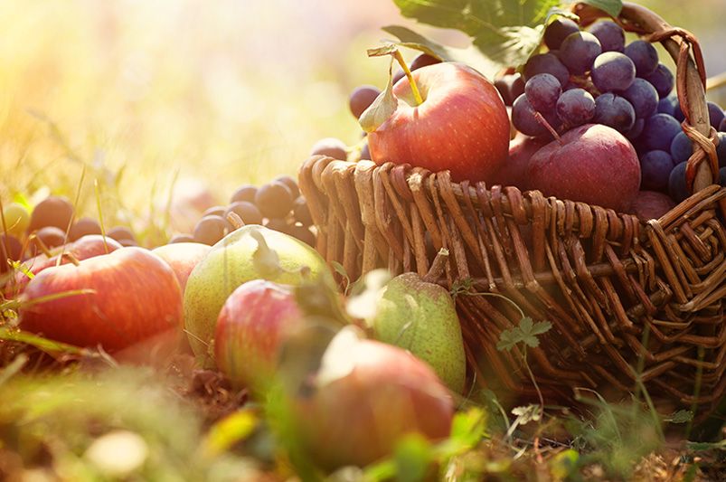 From Terrace to Table: Grow Your Own Container Fruit Garden - Shrubhub