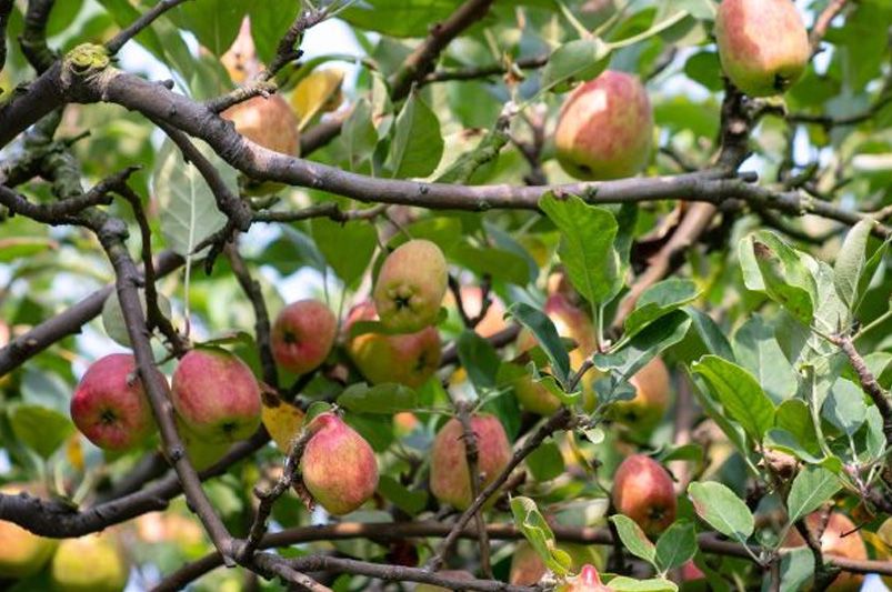 From Terrace to Table: Grow Your Own Container Fruit Garden - Shrubhub