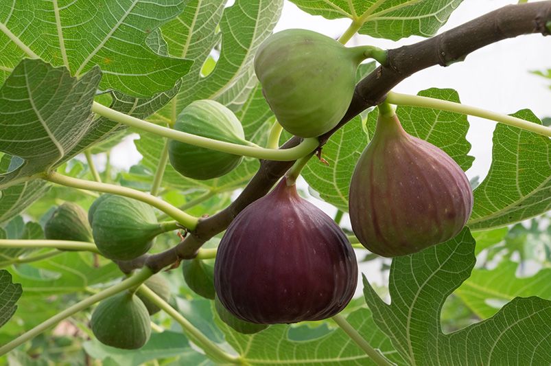 From Terrace to Table: Grow Your Own Container Fruit Garden - Shrubhub