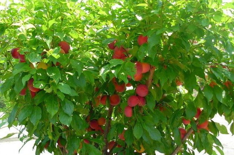 From Terrace to Table: Grow Your Own Container Fruit Garden - Shrubhub