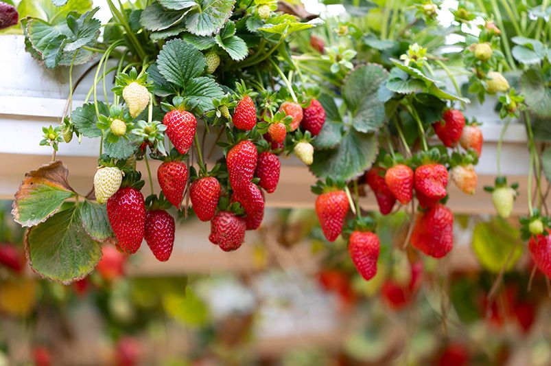 From Terrace to Table: Grow Your Own Container Fruit Garden - Shrubhub