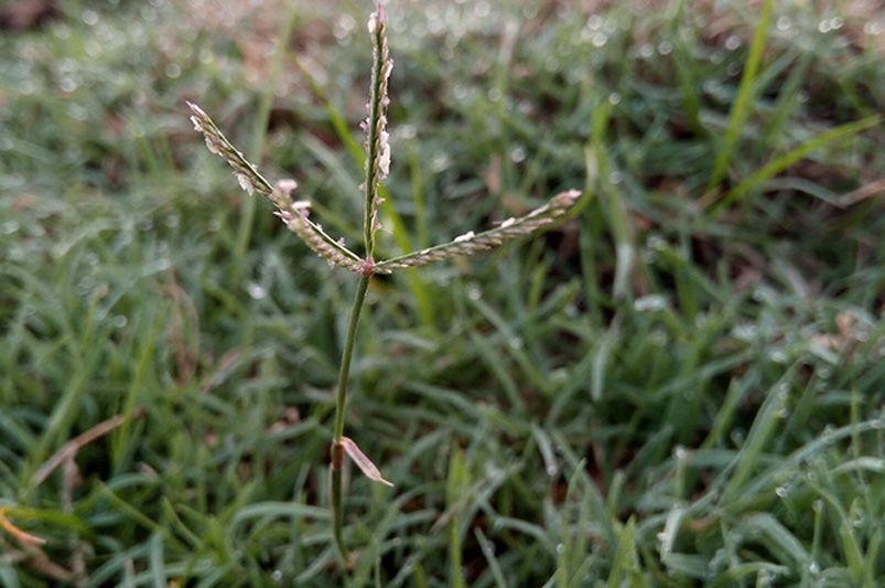 When to Plant Grass Seed?  - Shrubhub