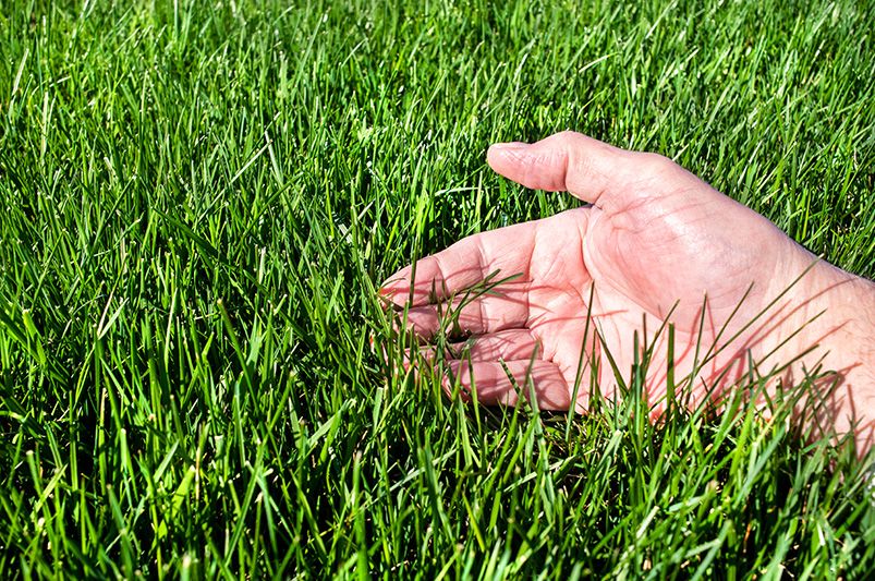 When to Plant Grass Seed?  - Shrubhub