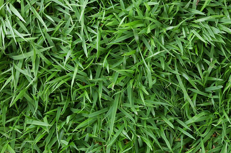 When to Plant Grass Seed?  - Shrubhub