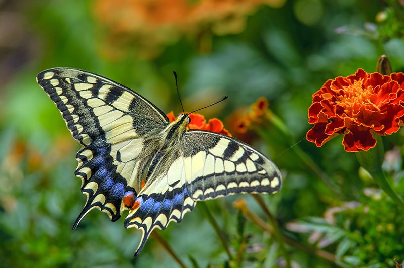 Rewilding Your Yard with Native Plants and Thriving Ecosystems - Shrubhub