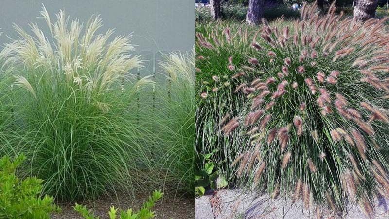 Rewilding Your Yard with Native Plants and Thriving Ecosystems - Shrubhub
