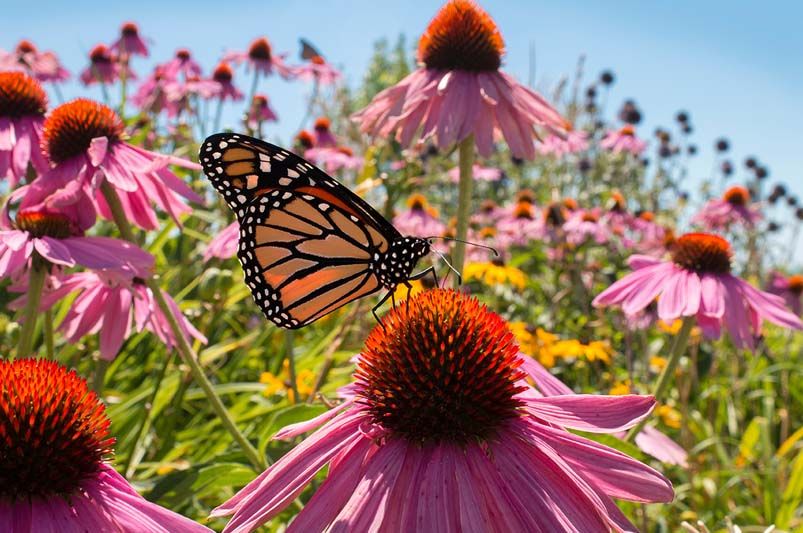 Rewilding Your Yard with Native Plants and Thriving Ecosystems - Shrubhub