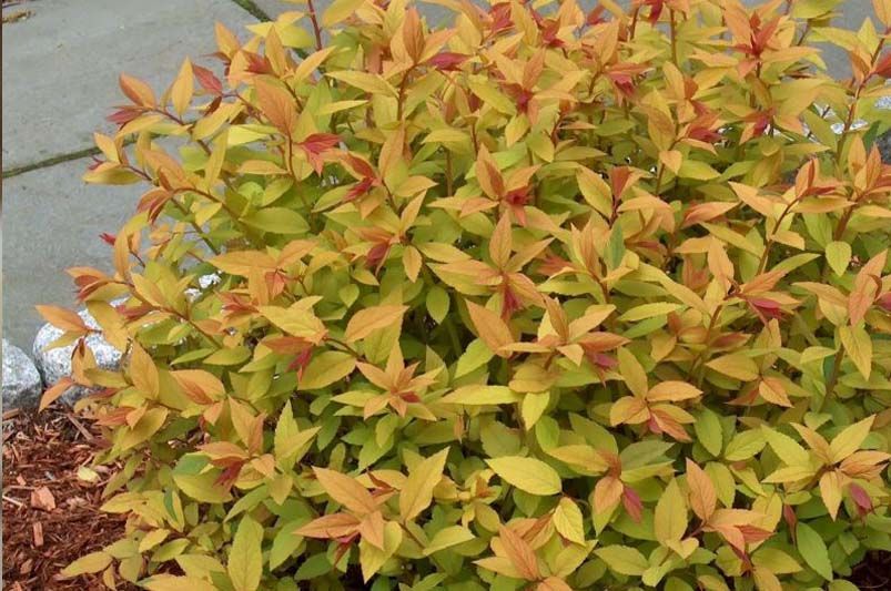 The Ultimate Guide to the Best 13+ Shrubs for Ornamental Hedges - Shrubhub