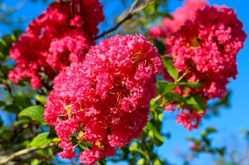 The Ultimate Guide to the Best 13+ Shrubs for Ornamental Hedges - Shrubhub