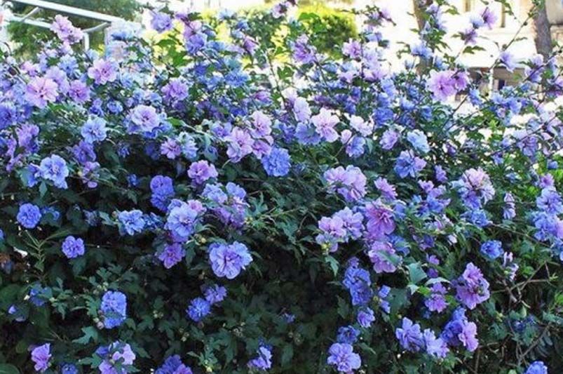 The Ultimate Guide to the Best 13+ Shrubs for Ornamental Hedges - Shrubhub