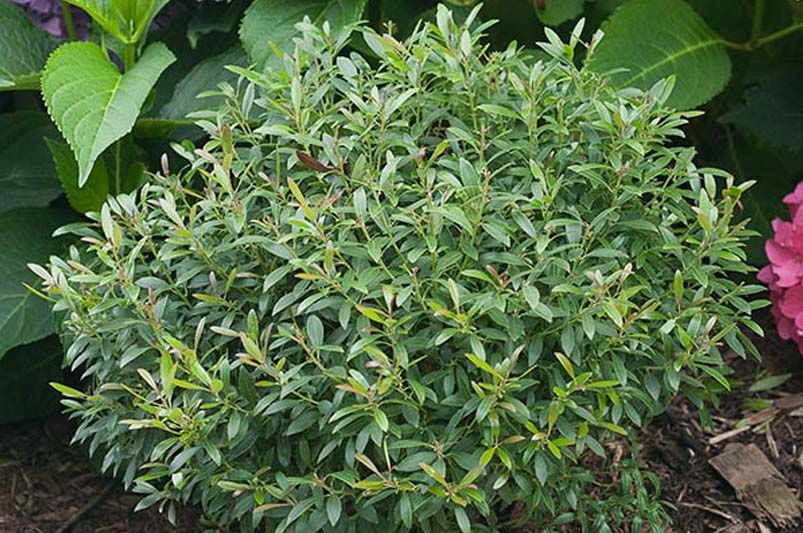 The Ultimate Guide to the Best 13+ Shrubs for Ornamental Hedges - Shrubhub