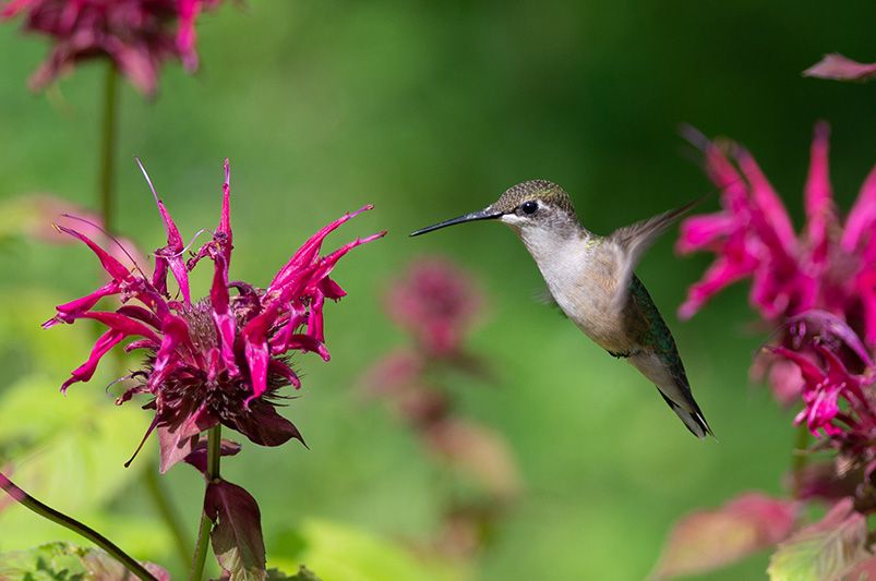 How To Create A Climate-Smart Maine Landscape Design - Shrubhub