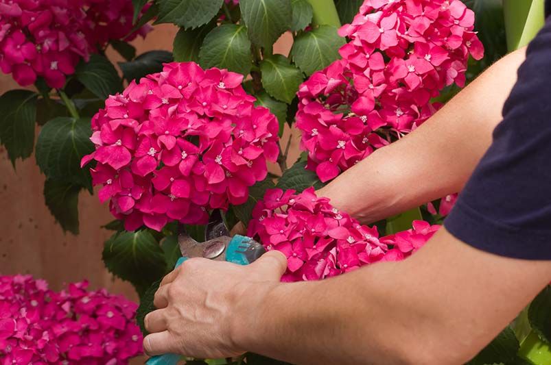 Flower Power: Hedging Flowering Plants for Year-Round Color and Vibrancy - Shrubhub