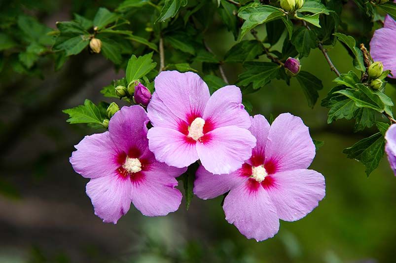 Flower Power: Hedging Flowering Plants for Year-Round Color and Vibrancy - Shrubhub