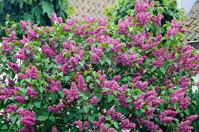 Flowering Hedges: Where to Start - Shrubhub