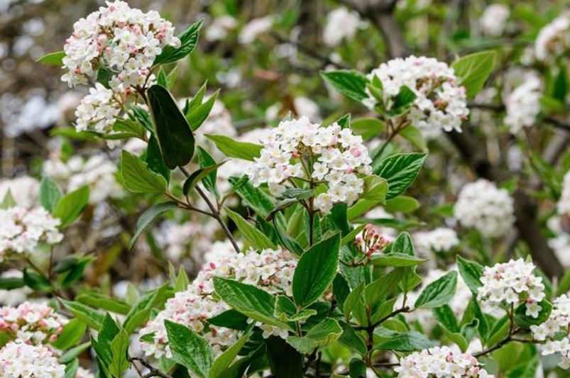 Flowering Hedges: Where to Start - Shrubhub