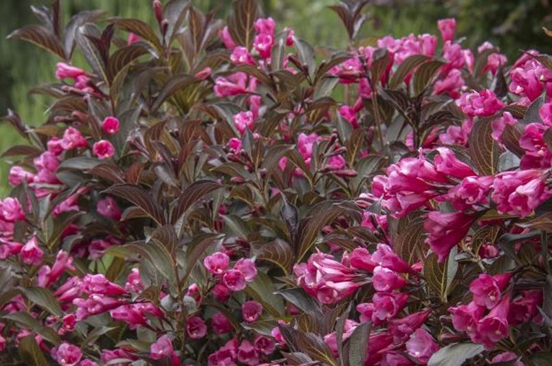 Flowering Hedges: Where to Start - Shrubhub