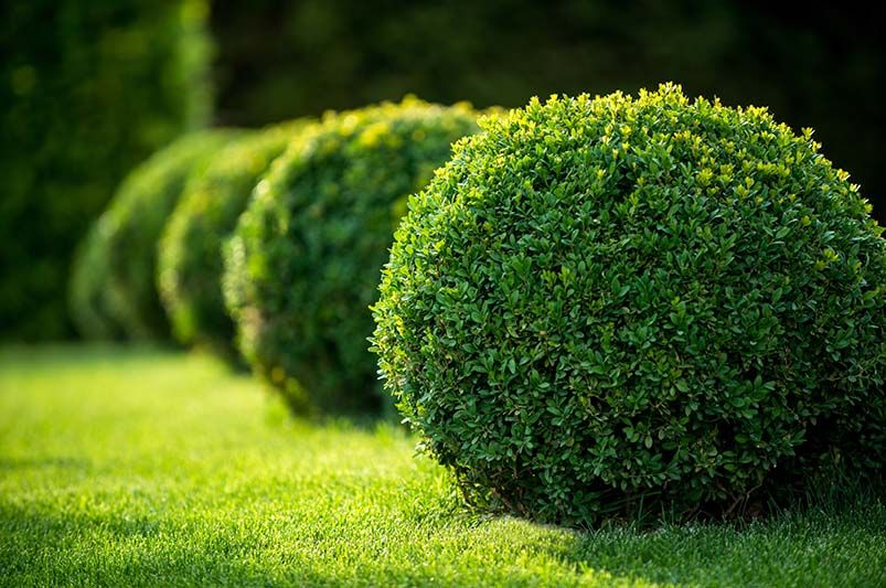 Flowering Hedges: Where to Start - Shrubhub