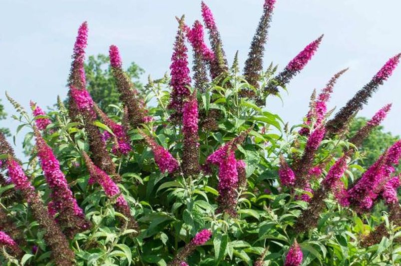 Flowering Hedges: Where to Start - Shrubhub