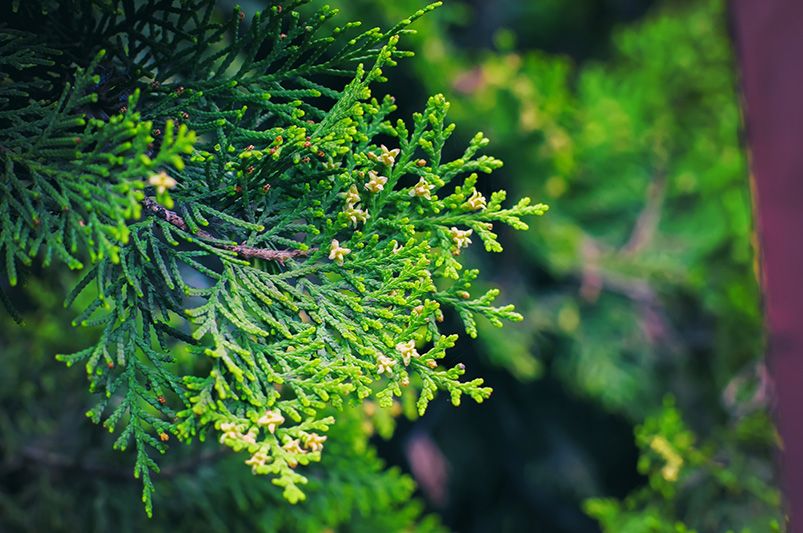 Where to Start with Cedar Trees - Shrubhub