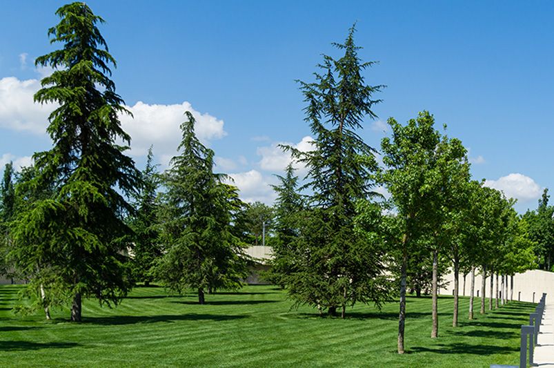 Where to Start with Cedar Trees - Shrubhub