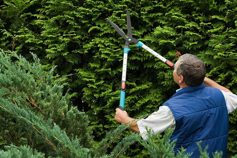 Where to Start with Cedar Trees - Shrubhub