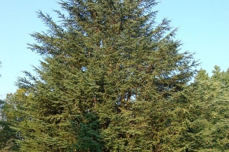 Where to Start with Cedar Trees - Shrubhub