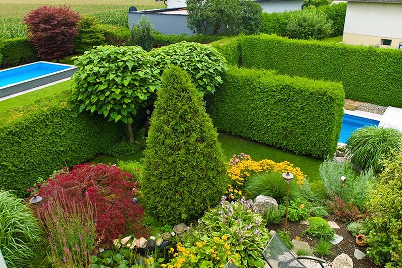 Your Guide to The Beauty and Functionality of Hedging Plants - Shrubhub