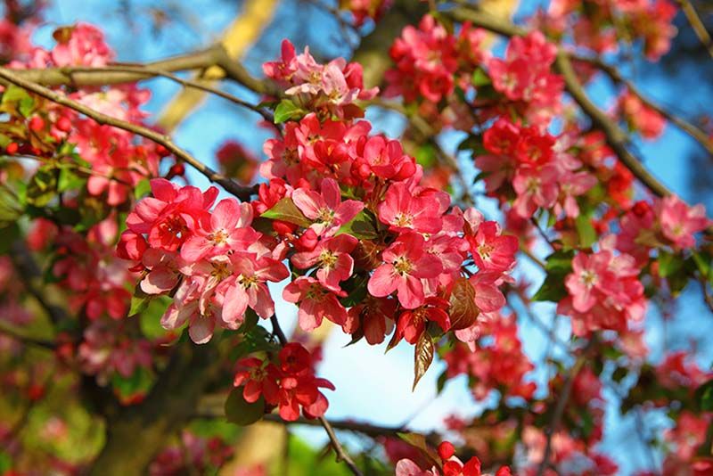 Your Guide to The Beauty and Functionality of Hedging Plants - Shrubhub