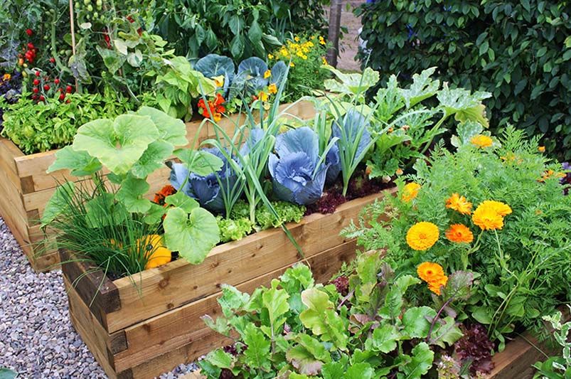 Maximizing Your Vegetable Garden in Massachusetts - Shrubhub