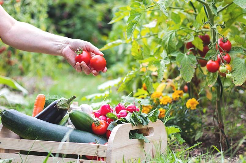 Maximizing Your Vegetable Garden in Massachusetts - Shrubhub