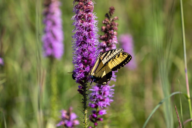 Delaware Landscaping: ShrubHub’s Top 10 Native Plants - Shrubhub