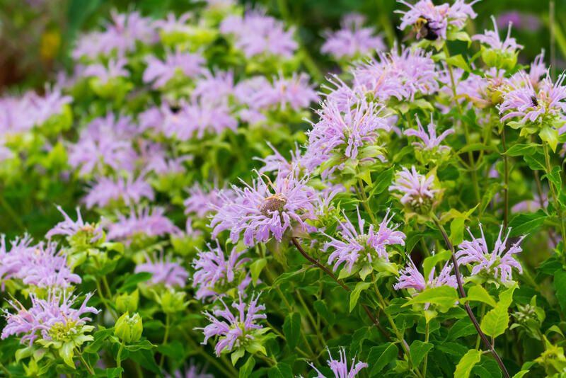 Delaware Landscaping: ShrubHub’s Top 10 Native Plants - Shrubhub