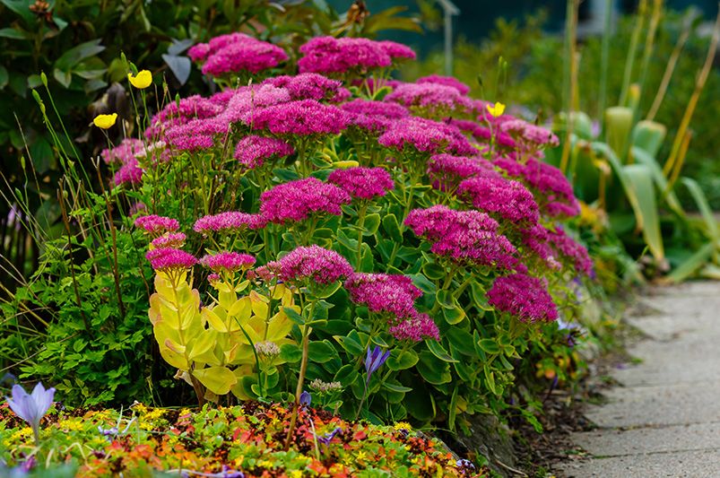 6  Creative Rock Garden Ideas to Bring Nature Home - Shrubhub