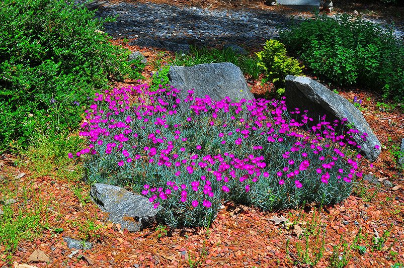 6  Creative Rock Garden Ideas to Bring Nature Home - Shrubhub